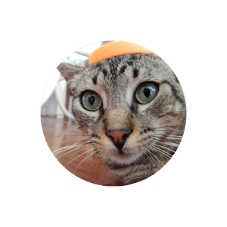 Silly cat profile picture