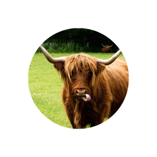 Silly cow profile picture