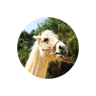 Silly horse profile picture