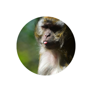 Silly monkey profile picture